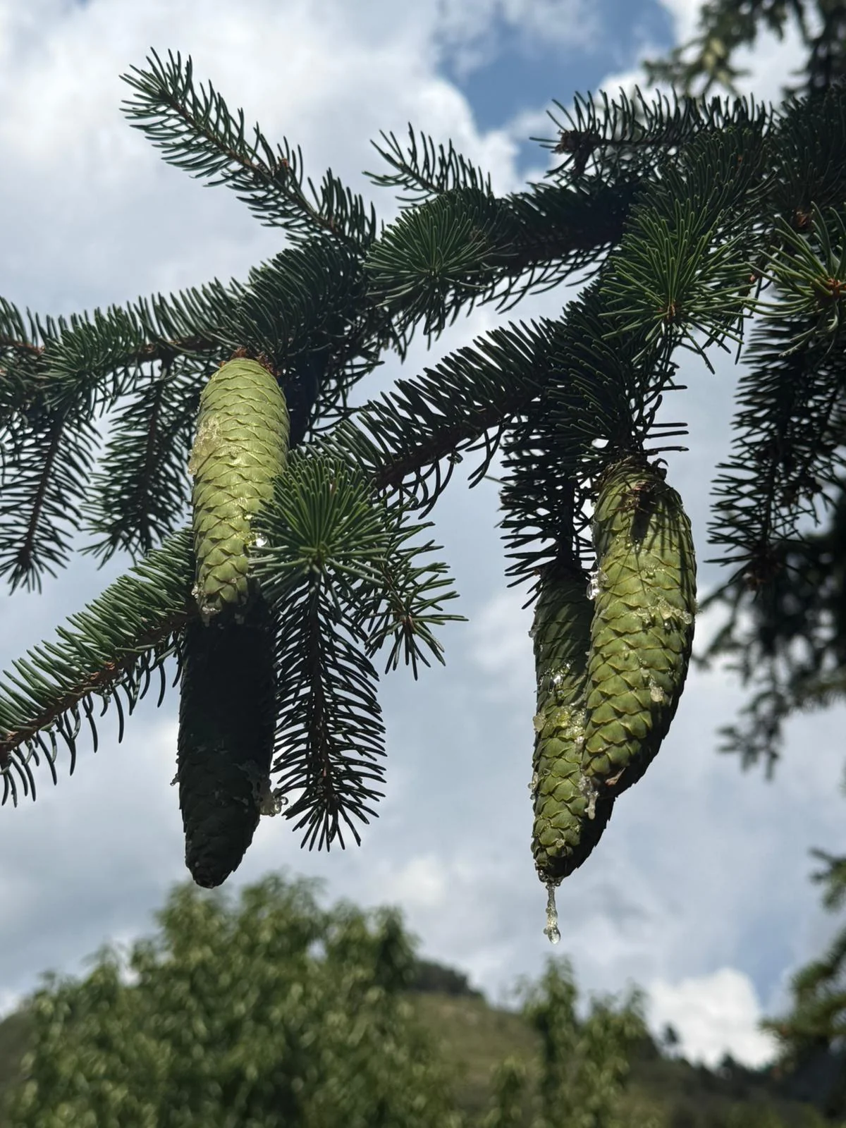 Cônes sur une branche