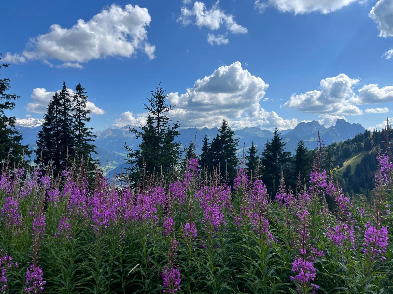 Fleurs et montagnes