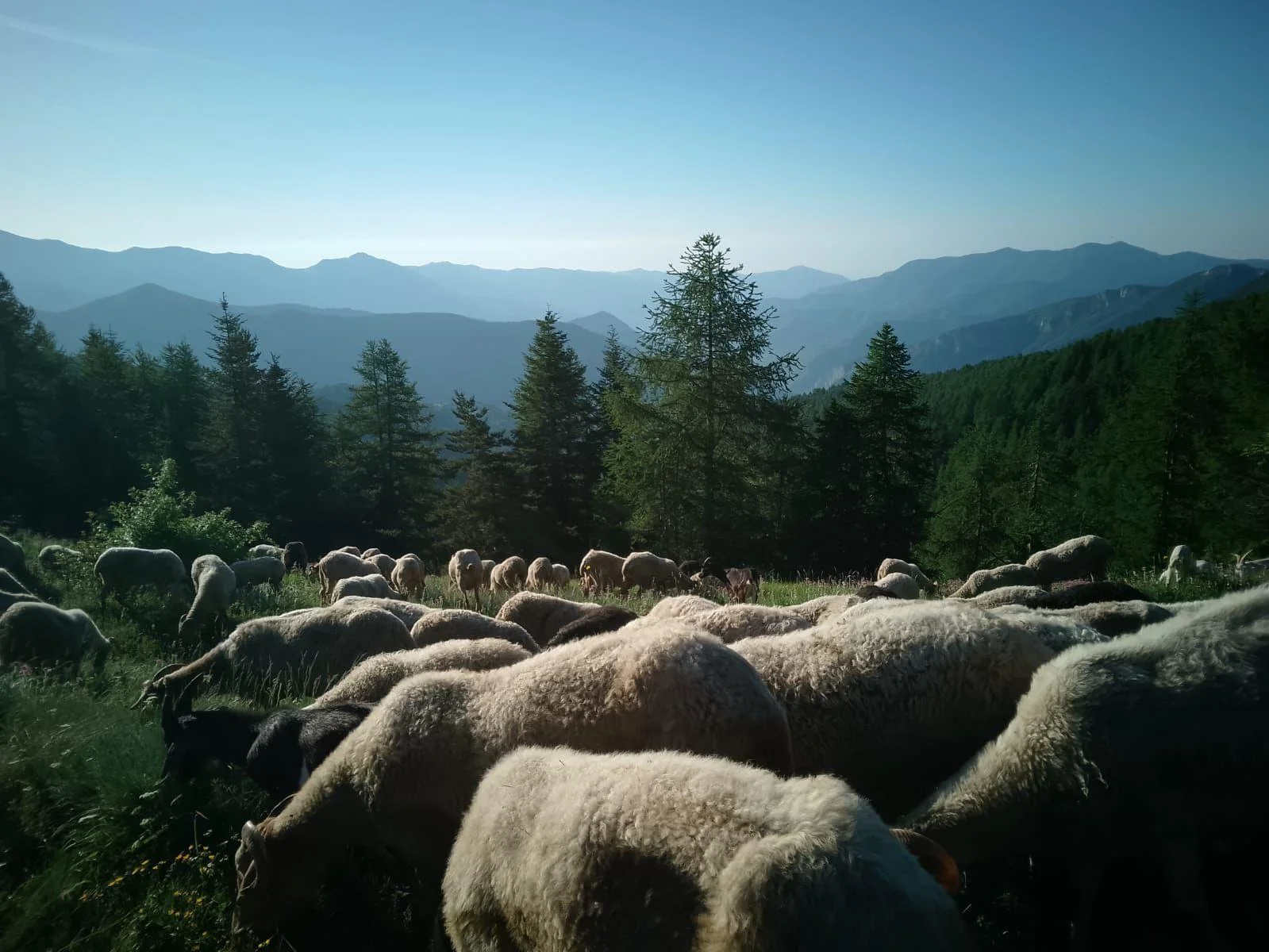 Troupeau en montagne
