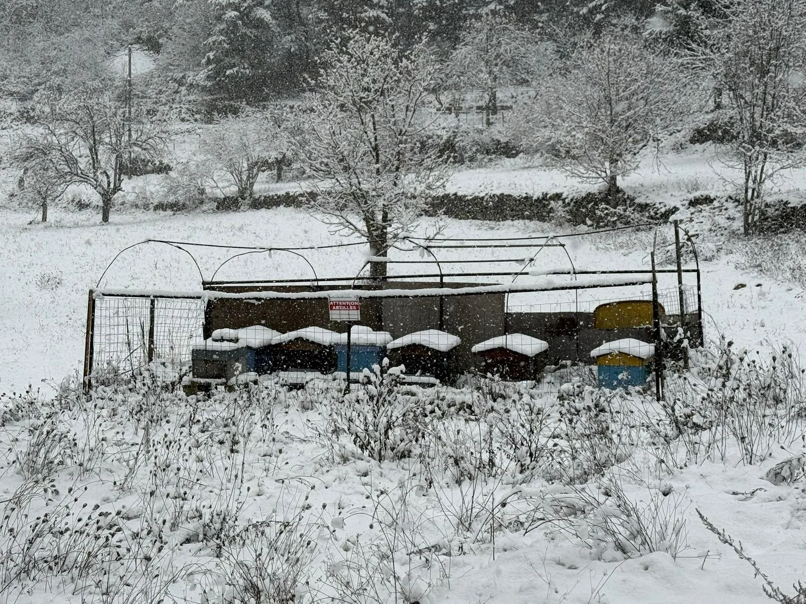 Ruches sous la neige